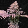 LONDON MINT CAKE · TH Seeds · cannabis samen · Fem