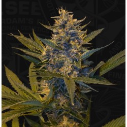 MELONSICLE · TH Seeds ·...