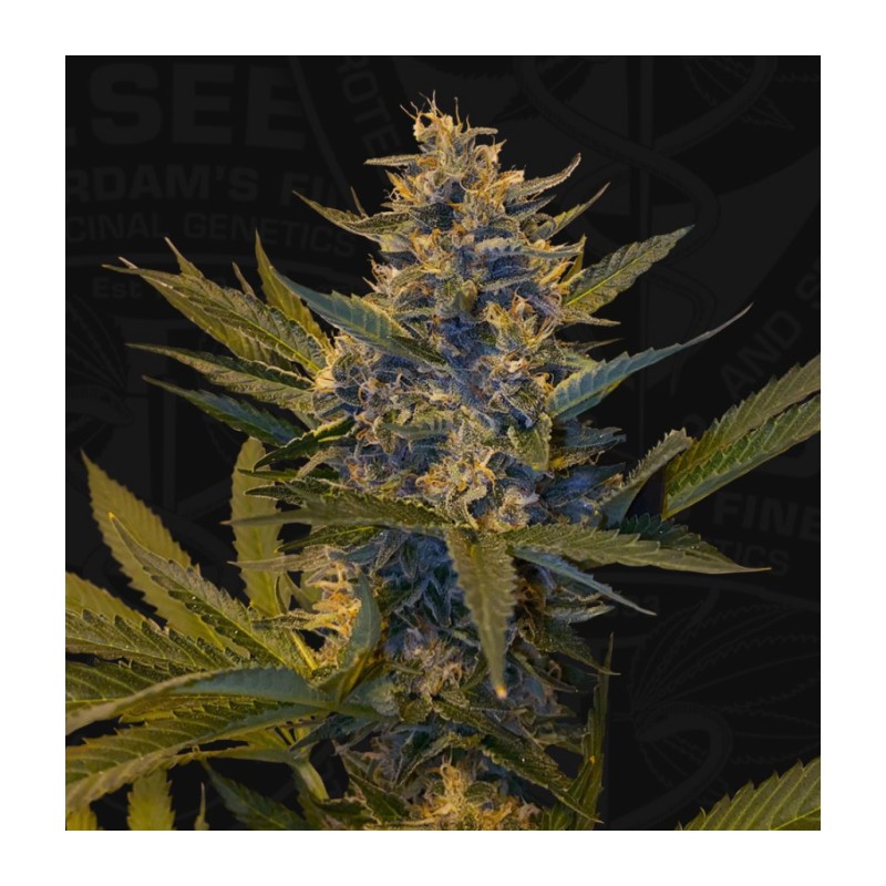 MELONSICLE · TH Seeds · cannabis samen · Fem