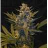 MELONSICLE · TH Seeds · cannabis samen · Fem