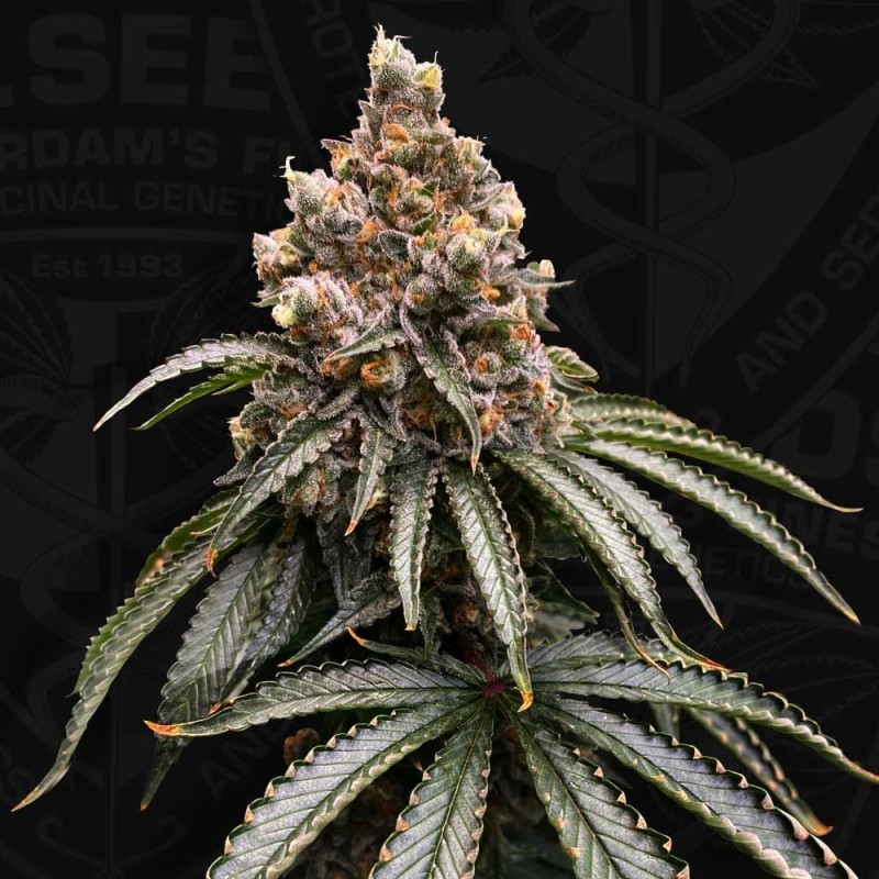 MONA LISA  · TH Seeds · cannabis samen · Fem