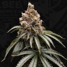 MONA LISA · TH Seeds · sementes de maconha · Fem