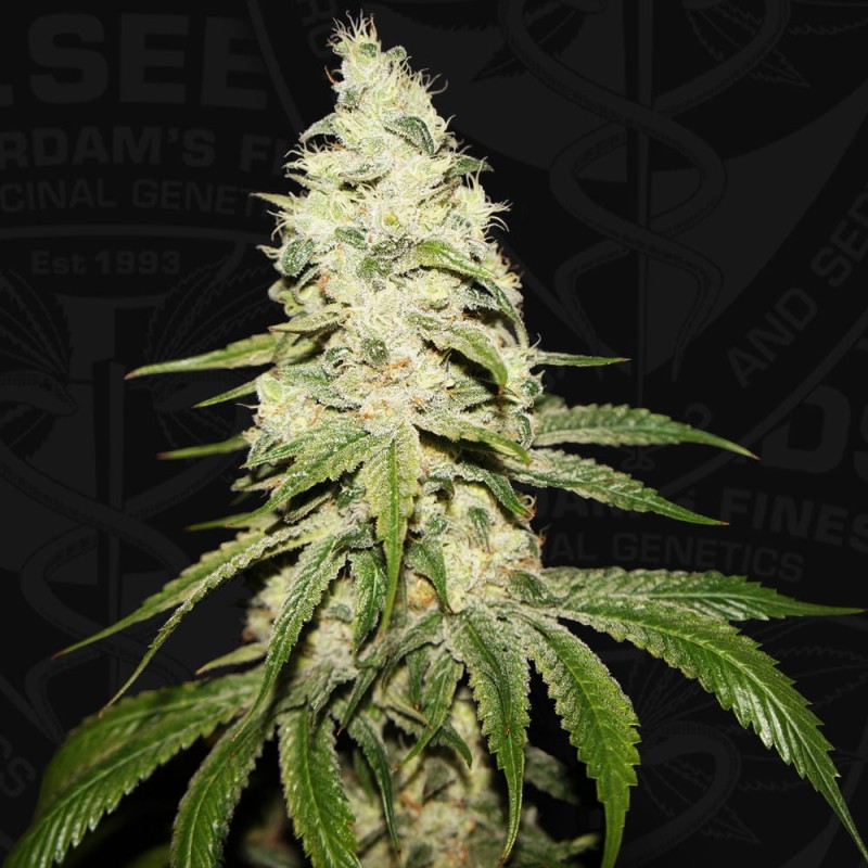 MONT BLANC · TH Seeds · cannabis samen · Fem