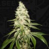 MONT BLANC · TH Seeds · cannabis samen · Fem