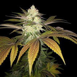 ORANGESICLE · TH Seeds ·...