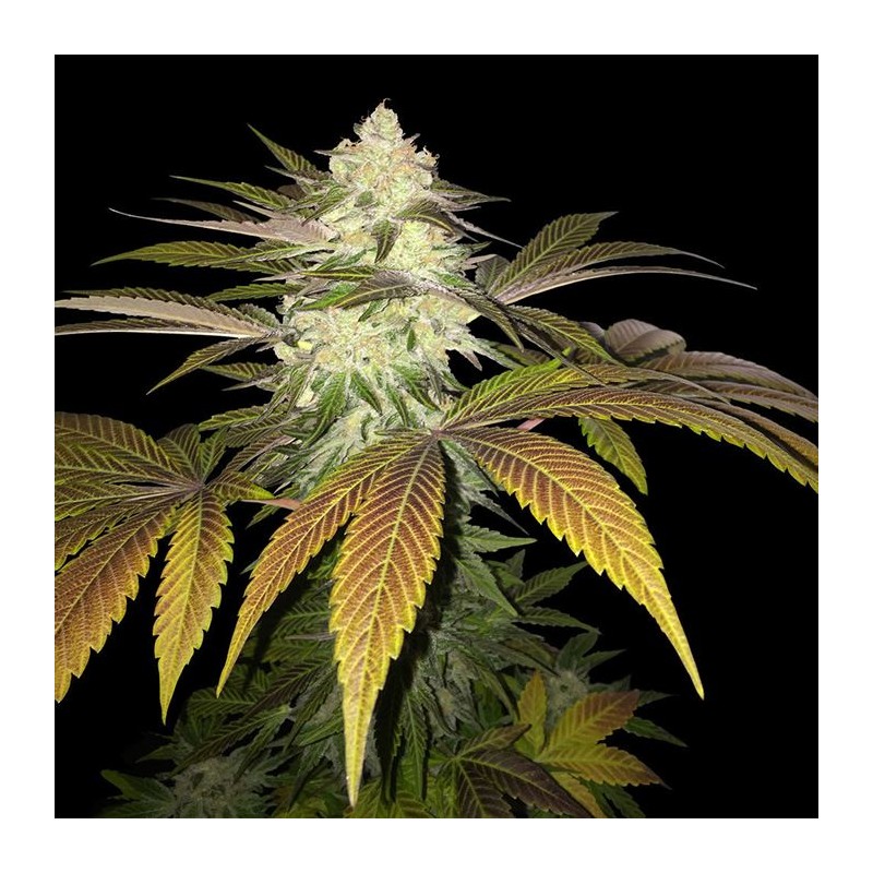 ORANGESICLE · TH Seeds · graines de cannabis · Fem