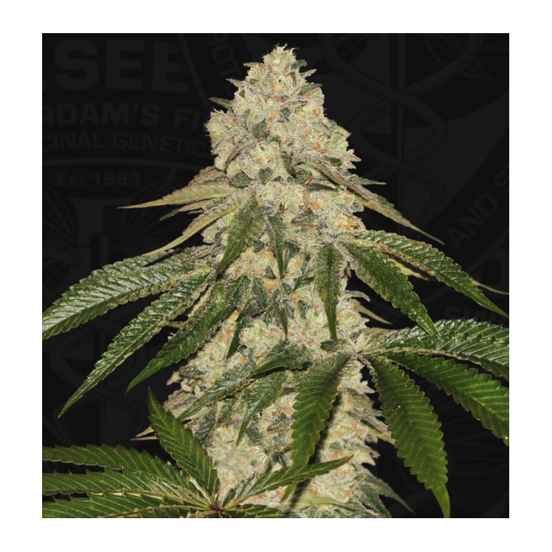 PISTHASH · TH Seeds · graines de cannabis · Fem