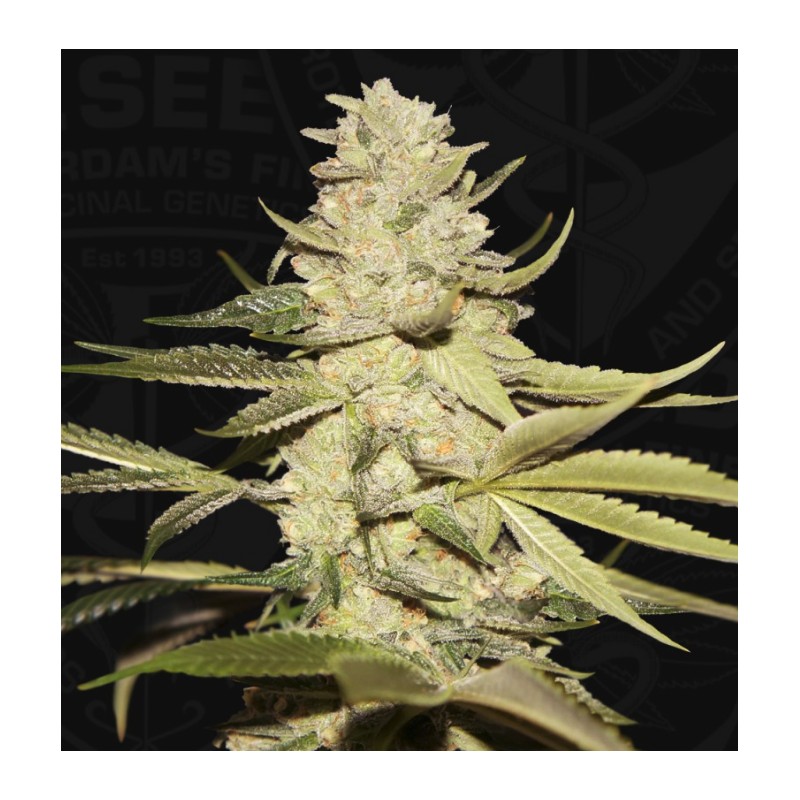 PLANET LEMON · TH Seeds · cannabis samen · Fem