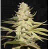PLANET LEMON · TH Seeds · cannabis samen · Fem