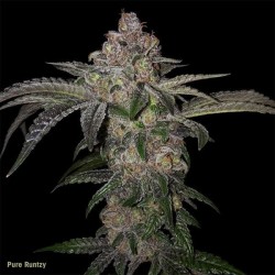 PURE RUNTZY · TH Seeds ·...