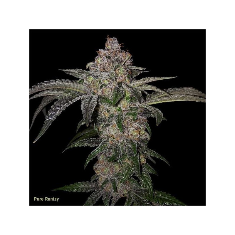 PURE RUNTZY · TH Seeds · sementes de maconha · Fem