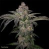 PURE RUNTZY · TH Seeds · semi di canapa · Fem