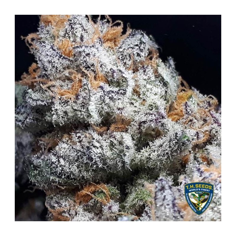 PURPLE BANANA CREAM · TH Seeds · semillas de marihuana · Fem