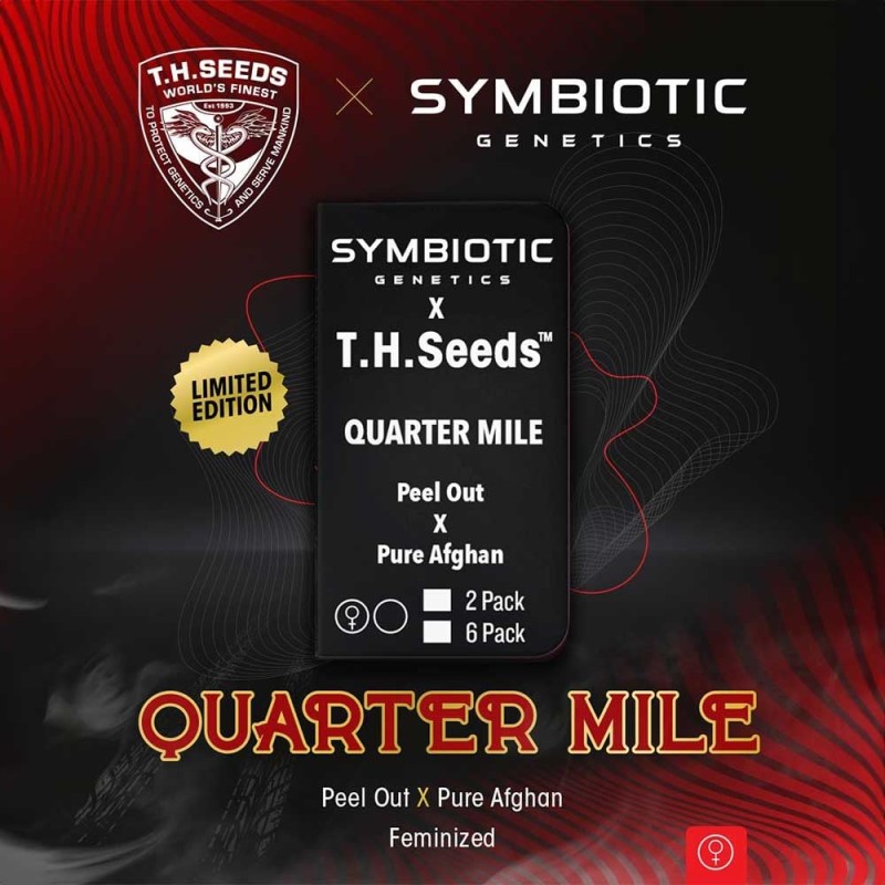 QUARTER MILE · TH Seeds · kenevir tohum · Disi · Fem