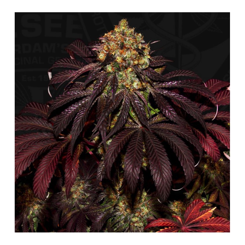 STRACCIATELLA DO-SI-DOS X SBC · TH Seeds · cannabis samen · Fem