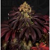 STRACCIATELLA DO-SI-DOS X SBC · TH Seeds · cannabis samen · Fem