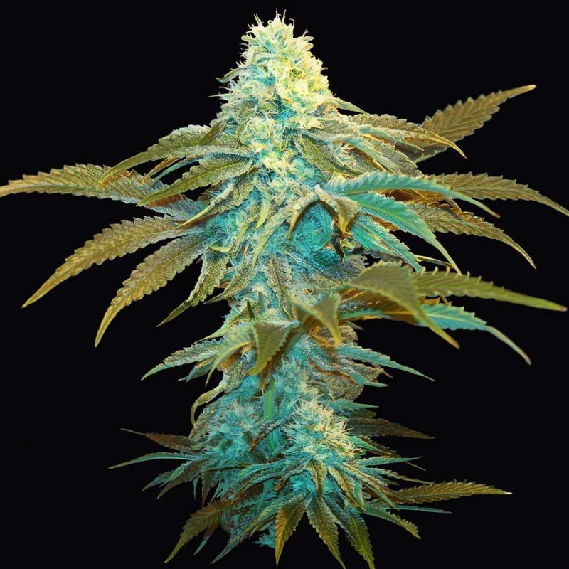 VANILLA SUNDAE · TH Seeds · cannabis samen · Fem