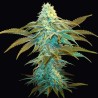 VANILLA SUNDAE · TH Seeds · cannabis samen · Fem