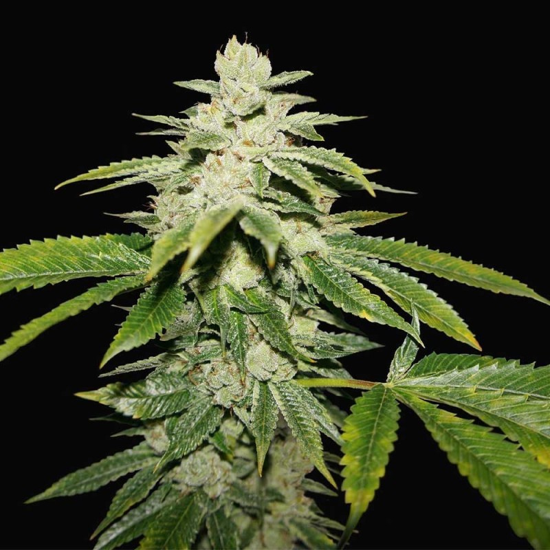 WATERMELON ULTRA · TH Seeds · sementes de maconha · Fem