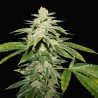 WATERMELON ULTRA · TH Seeds · sementes de maconha · Fem