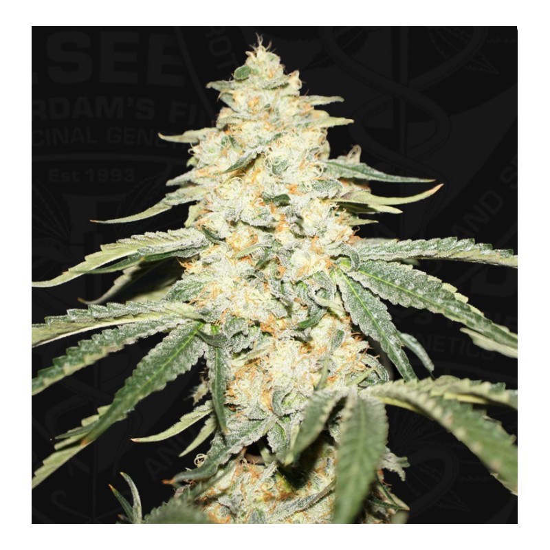 WY-KIKI · TH Seeds · sementes de maconha · Fem