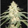 WY-KIKI · TH Seeds · cannabis samen · Fem