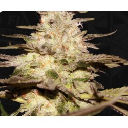 CALIFUNK  · TH Seeds · sementes de maconha · Fem
