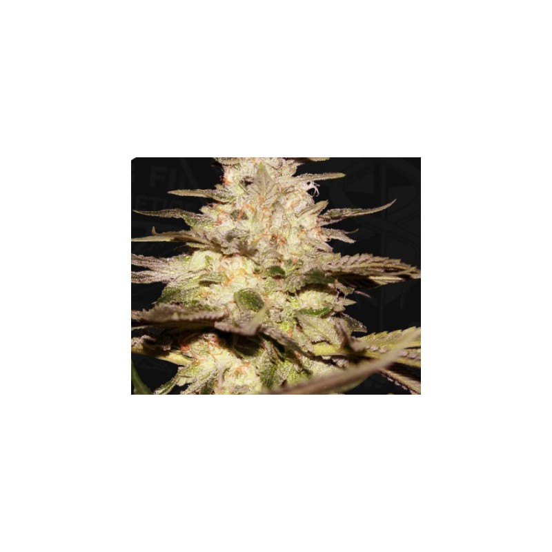 CALIFUNK  · TH Seeds · graines de cannabis · Fem