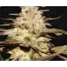 CALIFUNK  · TH Seeds · sementes de maconha · Fem