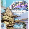 CALIFUNK  · TH Seeds · graines de cannabis · Fem