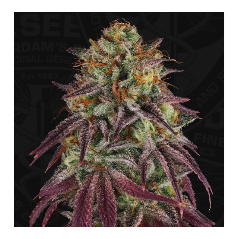 HAZANANA · TH Seeds · semillas de marihuana · Fem
