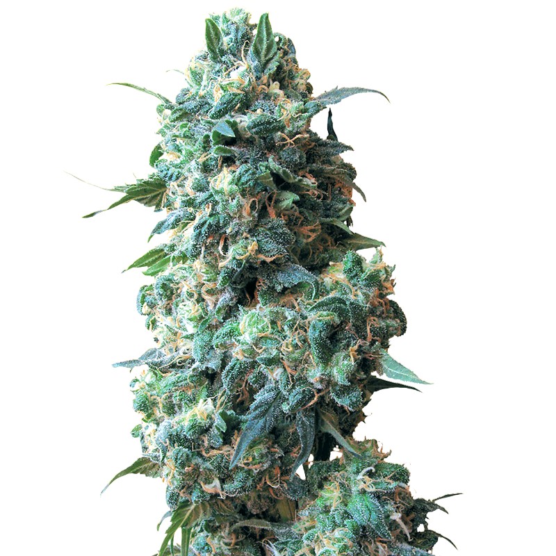 AFGHAN KUSH · White Label Seeds · kaufen cannabis samen · Reg