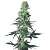 AMNESIA WHITE · White Label Seeds · cannabis samen · Reg