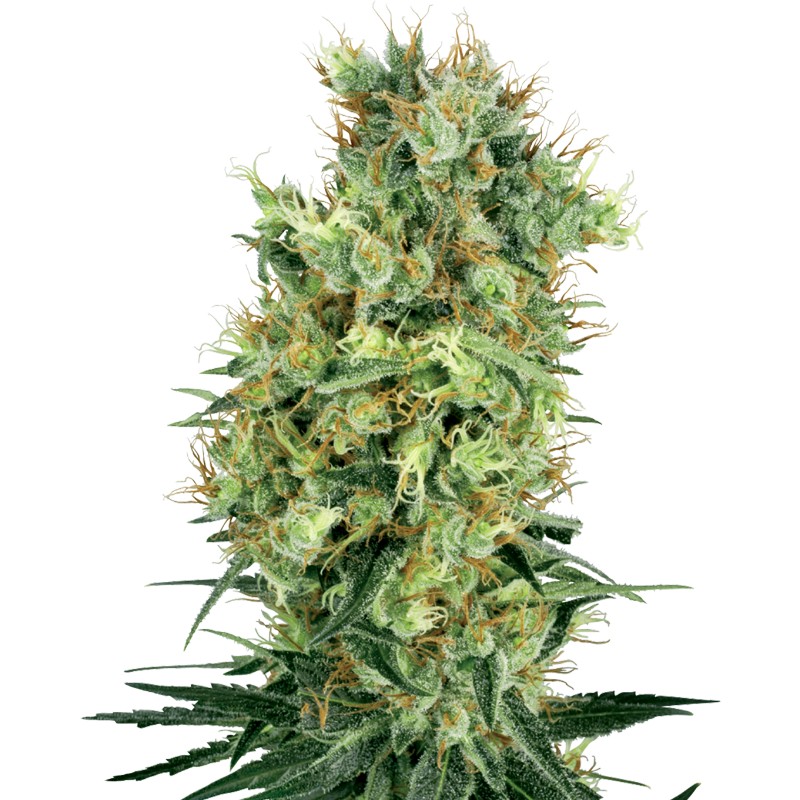 CALI ORANGE BUD · White Label Seeds · graines de cannabis · Reg