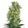 CALI ORANGE BUD · White Label Seeds · kaufen cannabis samen · Reg