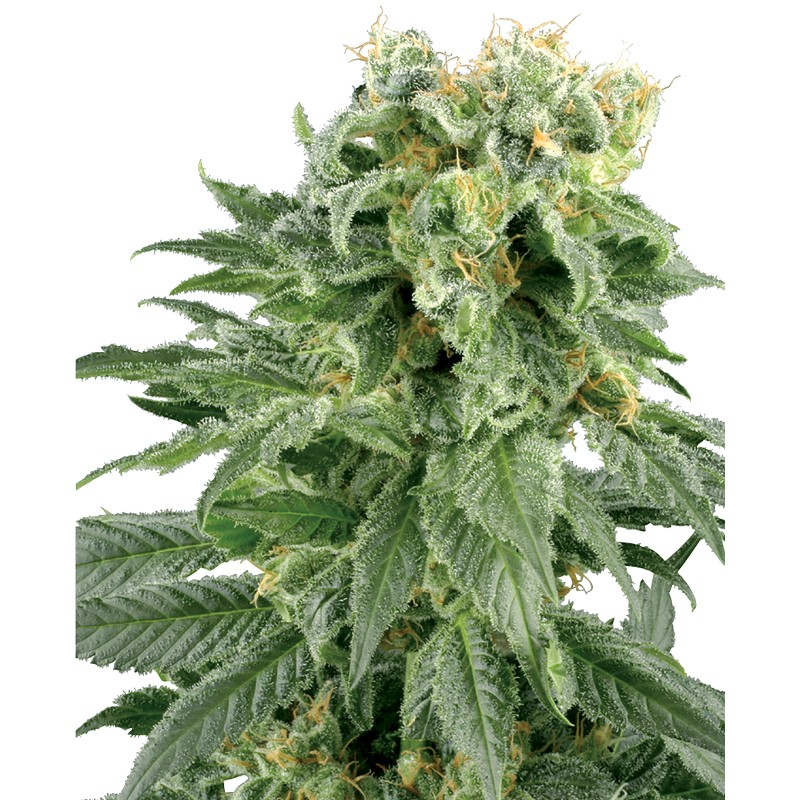 DOUBLE GUM · White Label Seeds · semi di canapa · Reg