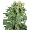DOUBLE GUM · White Label Seeds · graines de cannabis · Reg