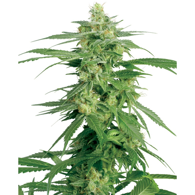 HOLLANDS HOPE · White Label Seeds · kaufen cannabis samen · Reg