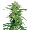 HOLLANDS HOPE · White Label Seeds · kaufen cannabis samen · Reg