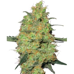 MASTER KUSH · White Label...