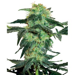 WHITE ICE · White Label Seeds · cannabis seeds · Reg
