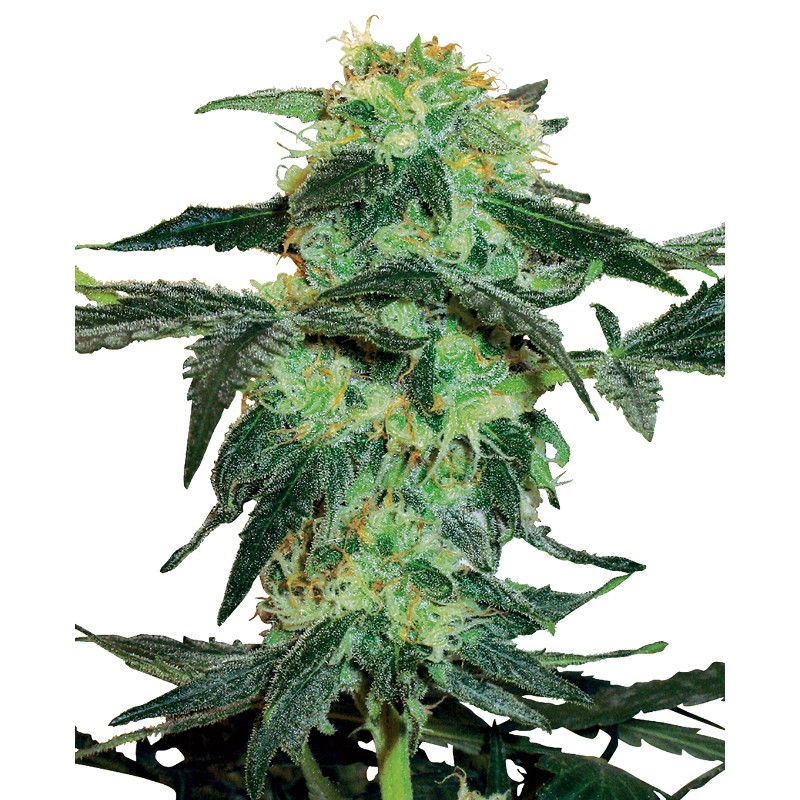 WHITE ICE · White Label Seeds · cannabis seeds · Reg