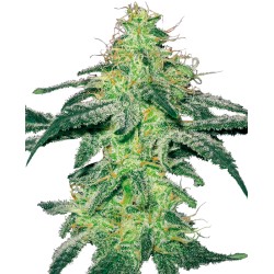 WHITE SKUNK · White Label...