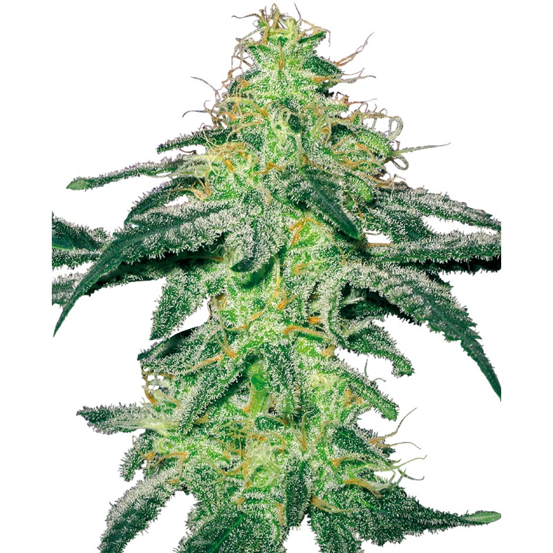 WHITE SKUNK · White Label Seeds · graines de cannabis · Reg