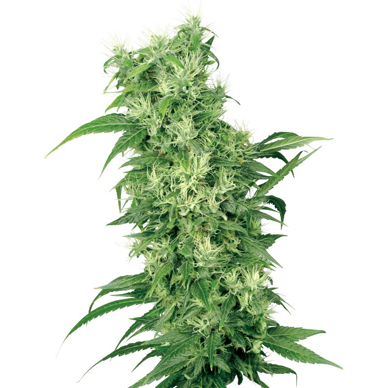 FEMALE MIX · White Label  Seeds · graines de cannabis · Fem