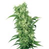 FEMALE MIX · White Label  Seeds · graines de cannabis · Fem