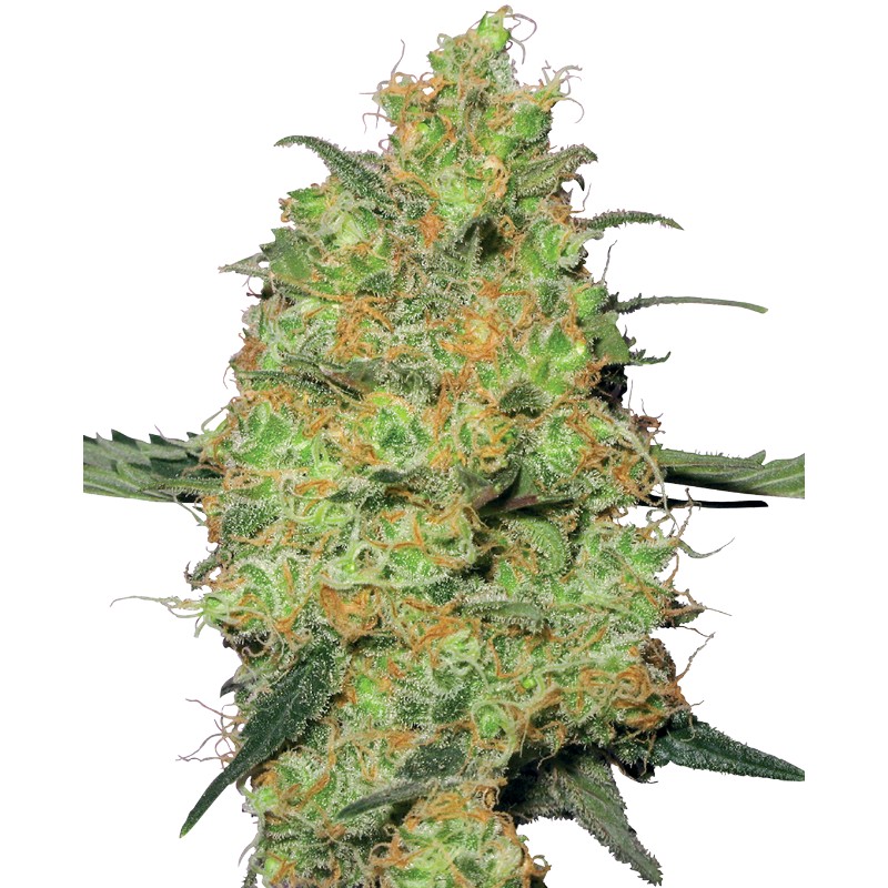MASTER KUSH · White Label Seeds · semillas de marihuana · Fem