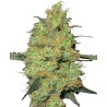 MASTER KUSH · White Label  Seeds · cannabis samen · Fem