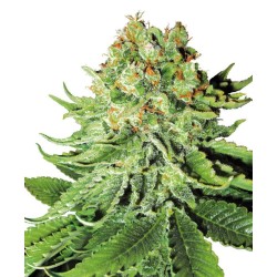 NORTHERN LIGHTS · White...