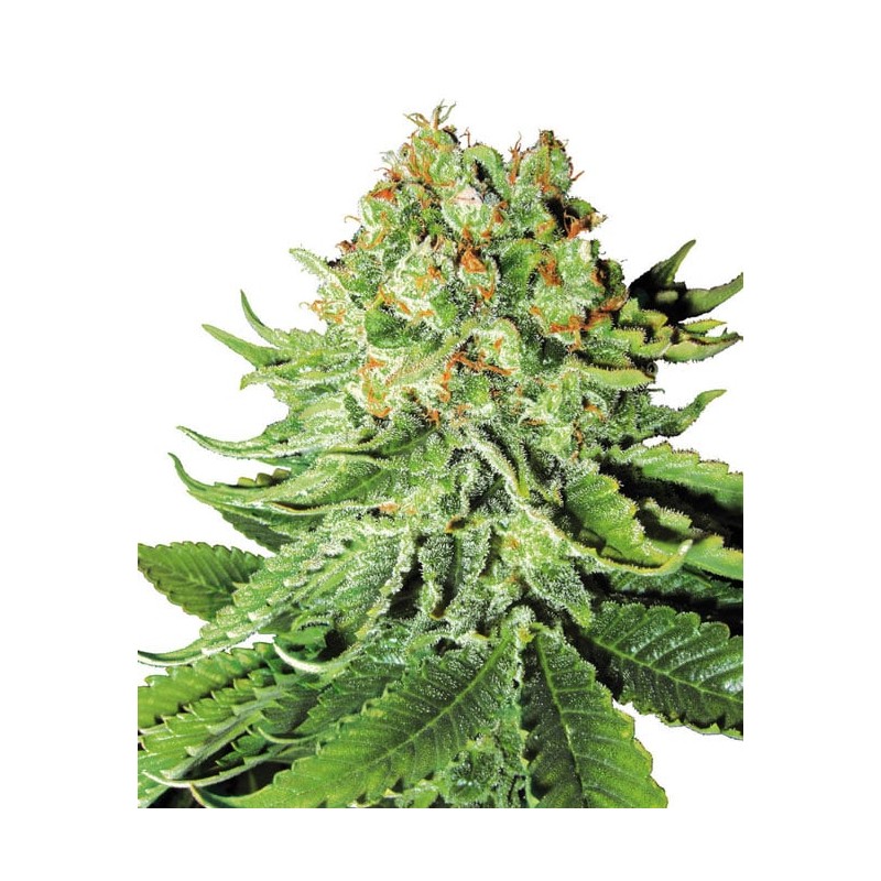 NORTHERN LIGHTS · White Label  Seeds · semi di canapa · Fem